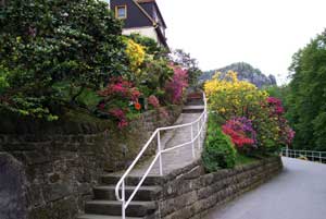 Rhododendron in allen Farben